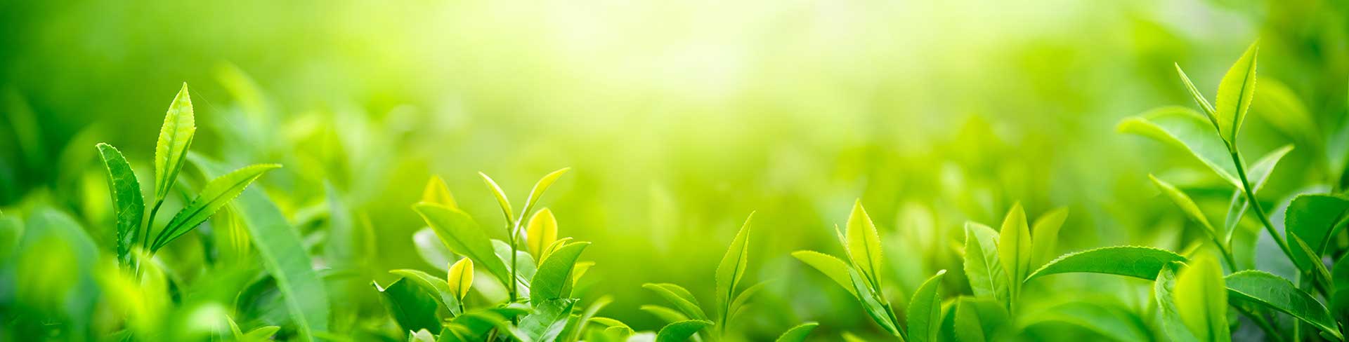 Grüne Pflanzen, soll eine ruhige und kostenfreie Arbeitsvermittlung symbolisieren.